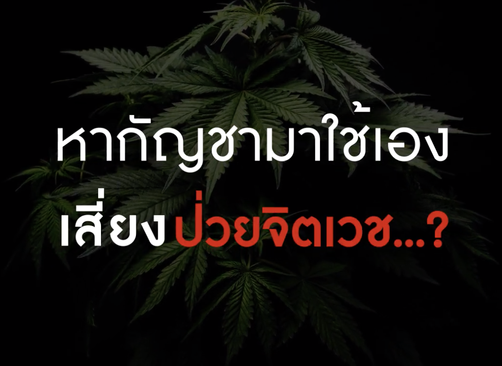 หากัญชามาใช้เอง..เสี่ยงป่วยจิตเวช  โดย พ.อ.นพ.พิชัย แสงชาญชัย จิตแพทย์กองจิตเวช และประสาทวิทยา โรงพยาบาลพระมงกุฎเกล้า